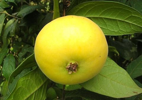 Araçá boi é eficaz contra problemas cardíacos e ajuda a perder peso. Saiba mais