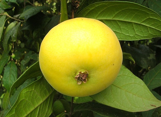 Araçá boi é eficaz contra problemas cardíacos e ajuda a perder peso. Saiba mais