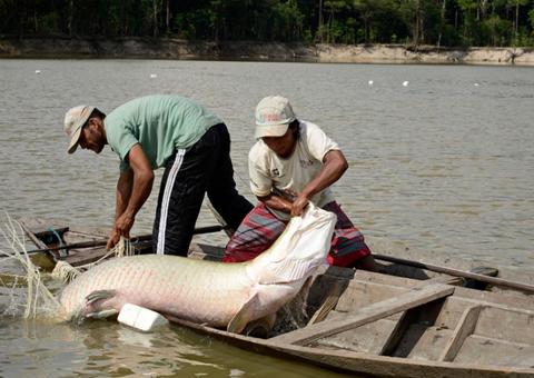 Aplicado princípio da insignificância à pesca de pequena quantidade de pirarucu