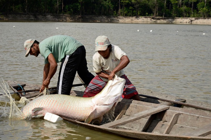 Aplicado princípio da insignificância à pesca de pequena quantidade de pirarucu
