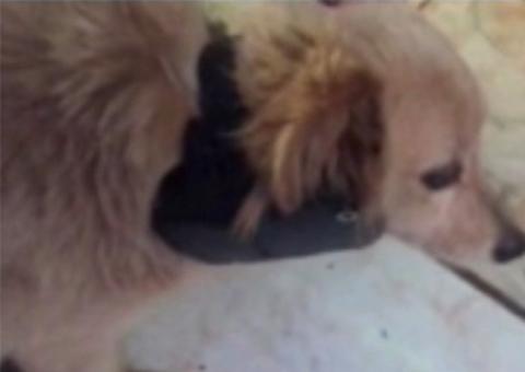 Preso coloca tornozeleira eletrônica em pescoço de cachorro e se da mal 