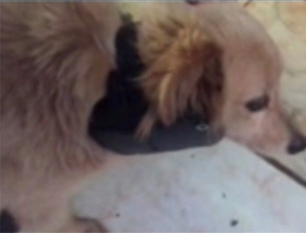 Preso coloca tornozeleira eletrônica em pescoço de cachorro e se da mal 