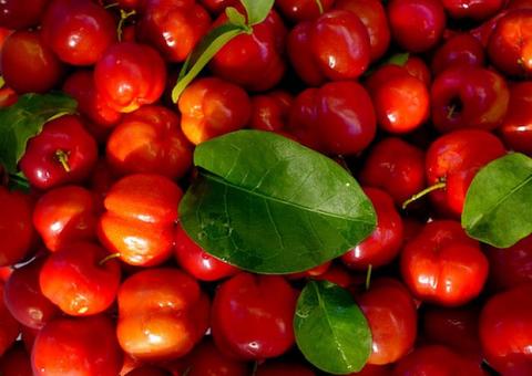 Acerola previne câncer de pulmão e reduz açúcar no sangue, conheça mais benefícios