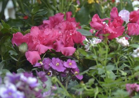 Domingo é dia de Fuá com solidariedade no Parque do Mindu