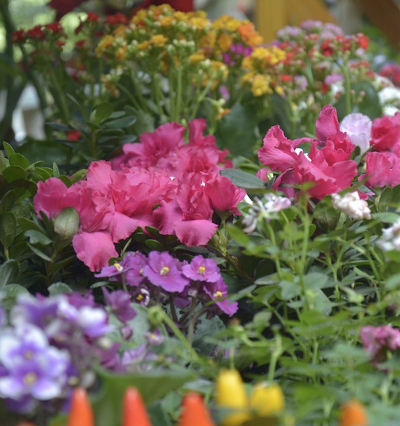 Domingo é dia de Fuá com solidariedade no Parque do Mindu