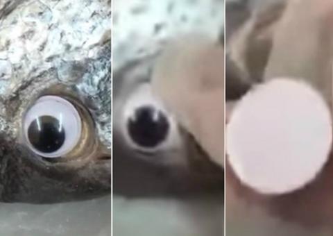 Peixaria usa olhos falsos em peixes para parecerem frescos e vender
