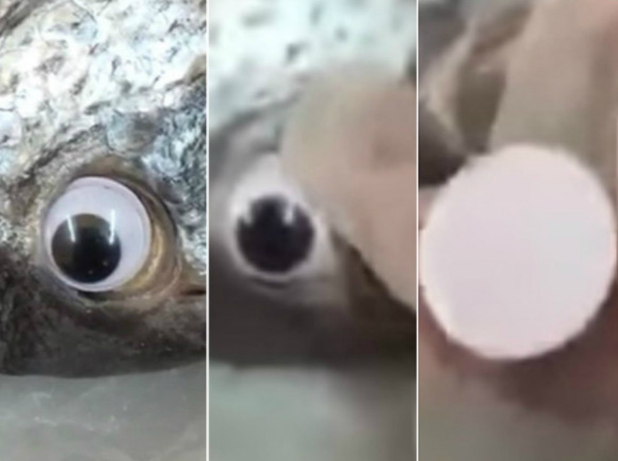 Peixaria usa olhos falsos em peixes para parecerem frescos e vender