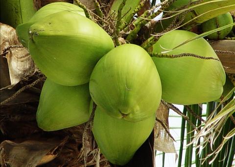 Água de coco fortalece os ossos e reduz pressão arterial, conheça mais benefícios