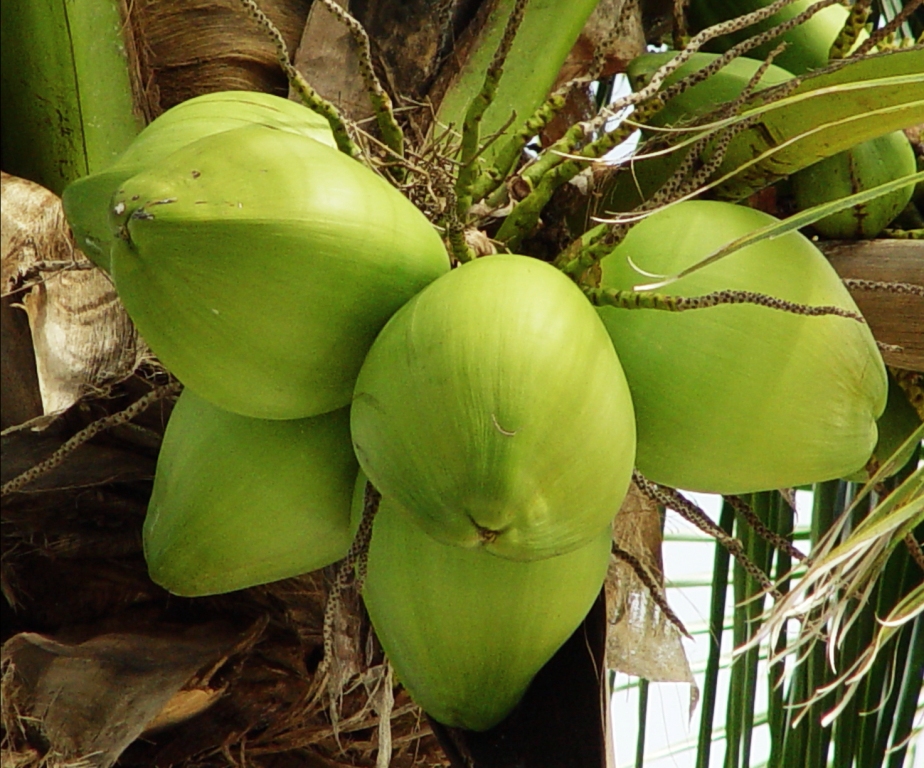 Água de coco fortalece os ossos e reduz pressão arterial, conheça mais benefícios