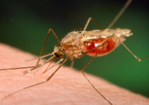 Casos de malária no Amazonas voltam a cair e registram redução de 7%