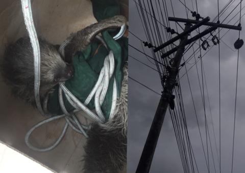 Preguiça sobe em poste e interrompe fornecimento de energia em bairro de Manaus