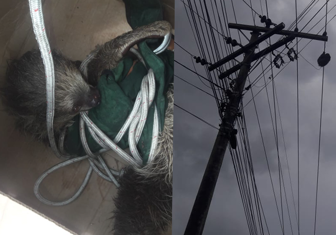 Preguiça sobe em poste e interrompe fornecimento de energia em bairro de Manaus