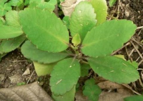 Prefeitura abre inscrições para minicurso sobre noções básicas de uso medicinal de plantas