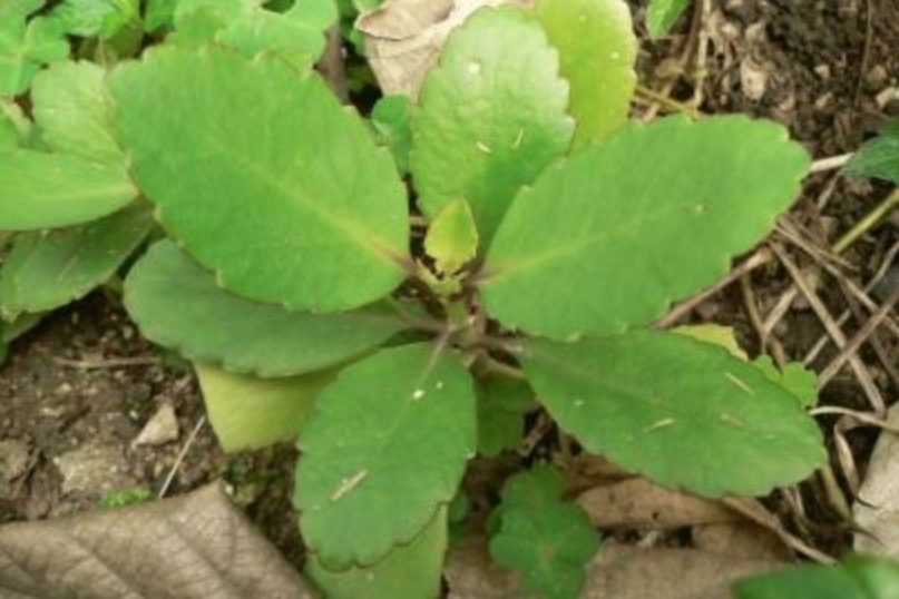 Prefeitura abre inscrições para minicurso sobre noções básicas de uso medicinal de plantas