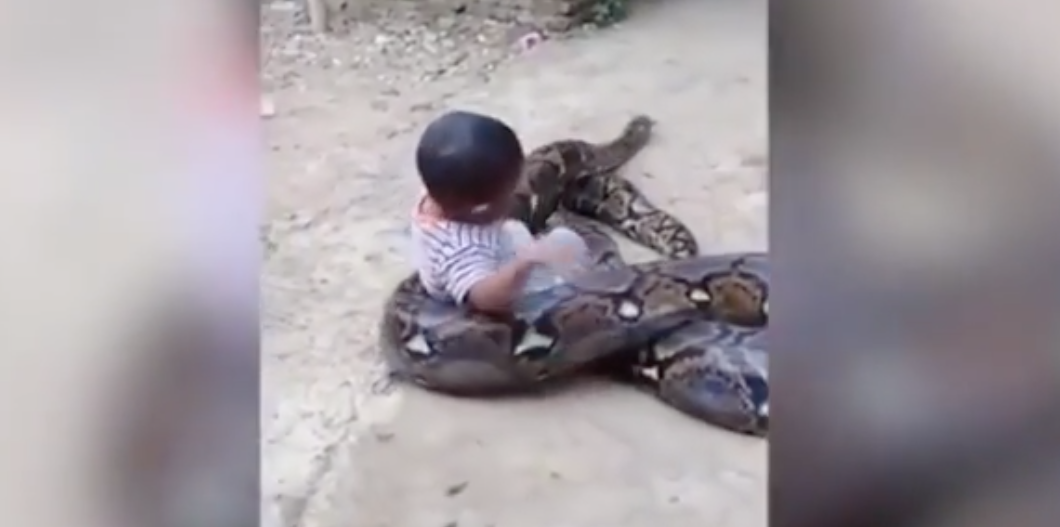 Pais flagram bebê brincando com píton gigante e vídeo bomba na internet