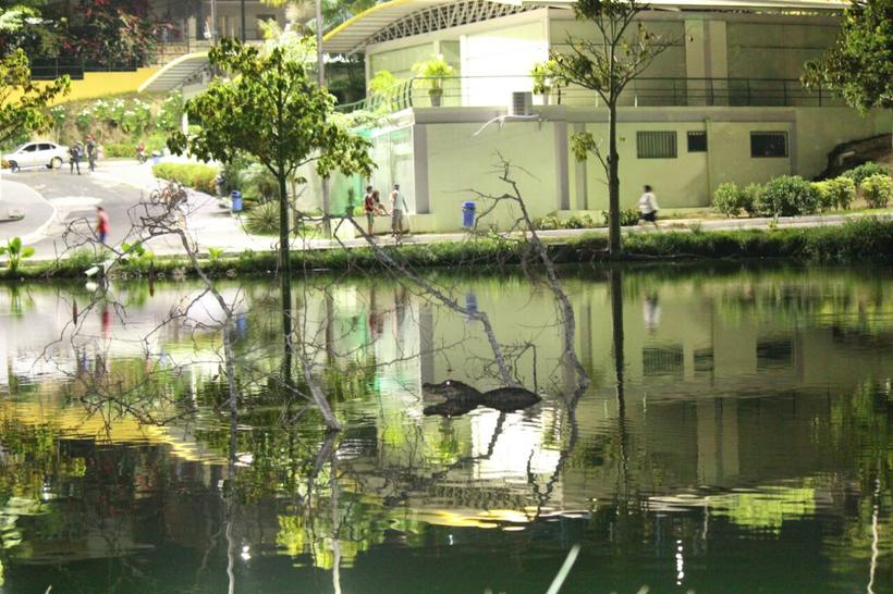 'Lagoa do Japiim' volta a ser alvo de bandidos e tem fiação elétrica furtada