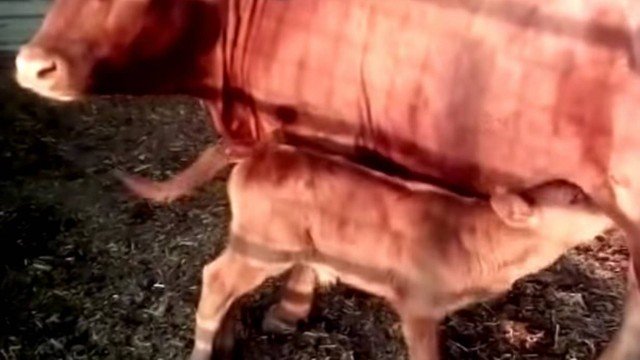 Bezerra vermelha nasce em 2 mil anos e é vista como sinal do 'fim do mundo'