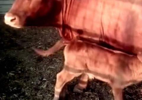 Bezerra vermelha nasce em 2 mil anos e é vista como sinal do 'fim do mundo'