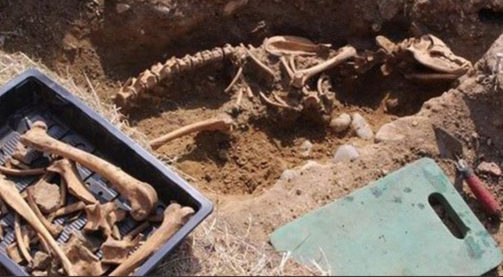 Cientistas encontram esqueleto de cachorro gigante e ficam chocados