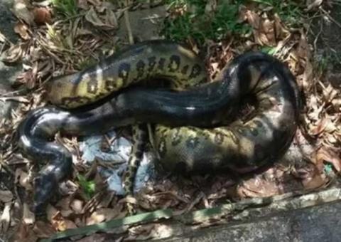 Homem é atacado no rosto por sucuri de 3 metros durante pescaria