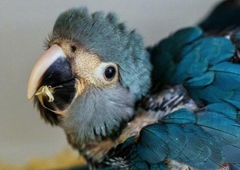 Arara-azul está provavelmente extinta da natureza, indica estudo