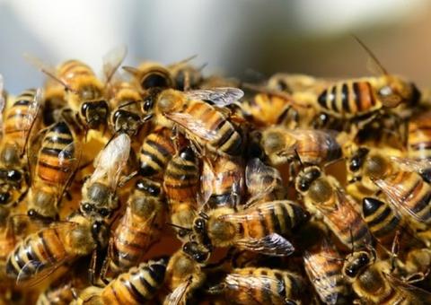 Cachorro morre ao ser atacado por abelhas africanas em Manaus