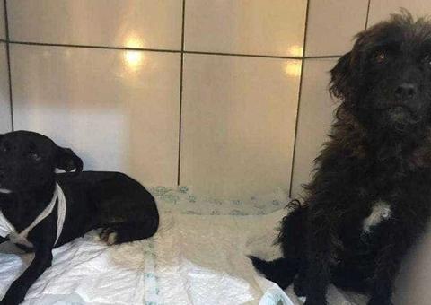 Homem é preso após ser flagrado esfaqueando dois cachorros
