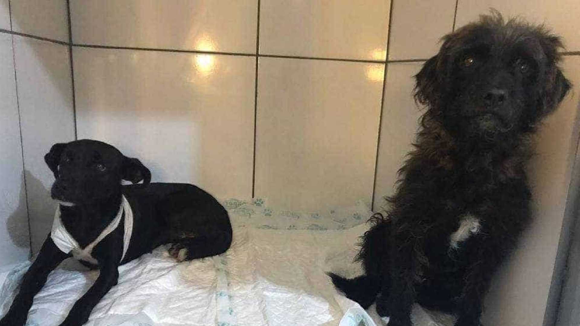 Homem é preso após ser flagrado esfaqueando dois cachorros