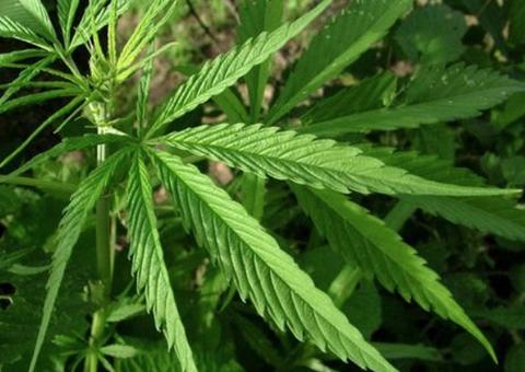 Coca-Cola estuda uso de maconha em novo refrigerante