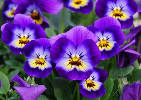 Manaus recebe a 6ª edição do Festival das Flores de Holambra