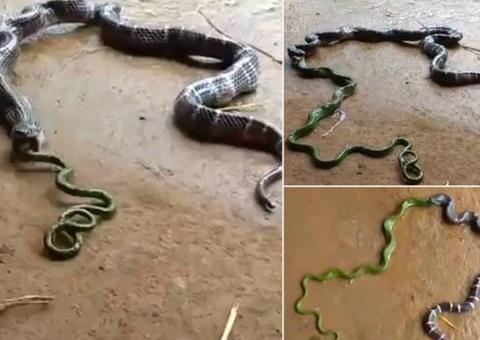 Cobra vomita outra cobra em cena aterrorizante