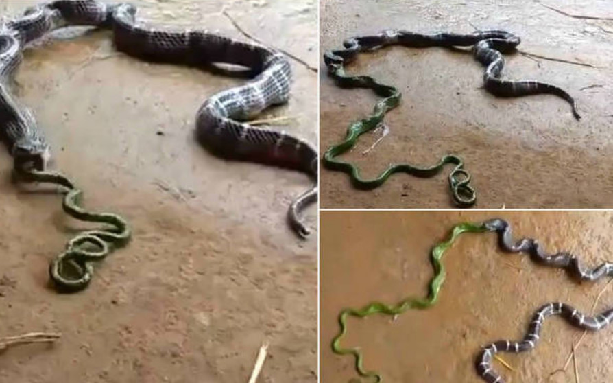 Cobra vomita outra cobra em cena aterrorizante