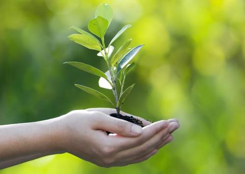Parques residenciais do Prosamim preparam programação para o Dia da Árvore