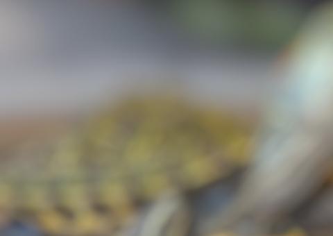 Mulher vai parar no hospital com fortes dores e descobre tartaruga na vagina