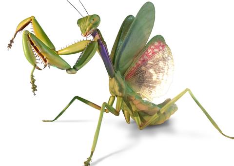 Exposição de insetos gigantes vai movimentar shopping de Manaus