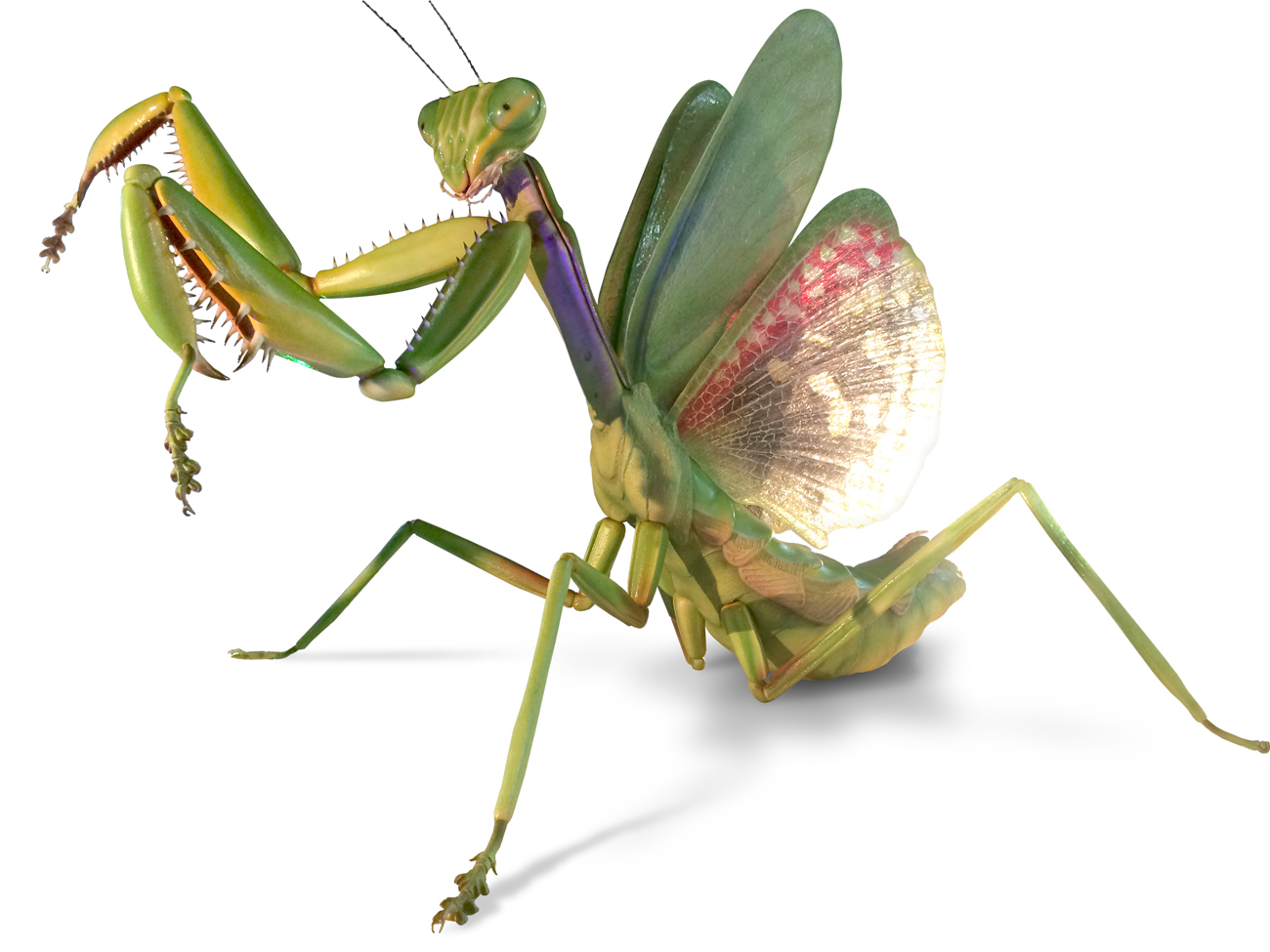 Exposição de insetos gigantes vai movimentar shopping de Manaus