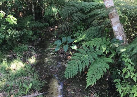 Ação promove educação ambiental com coleta de lixo e distribuição de mudas neste sábado