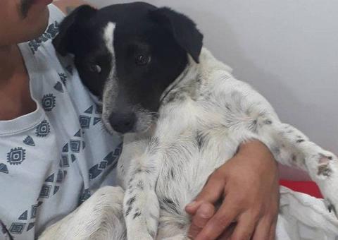 Jogadores do Flamengo doam camisa autografada para ajudar cadela atropelada  