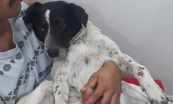 Jogadores do Flamengo doam camisa autografada para ajudar cadela atropelada  