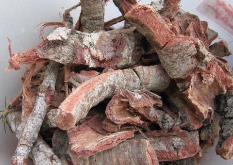 Chá de cajueiro ajuda a eliminar toxinas do corpo e trata garganta inflamada