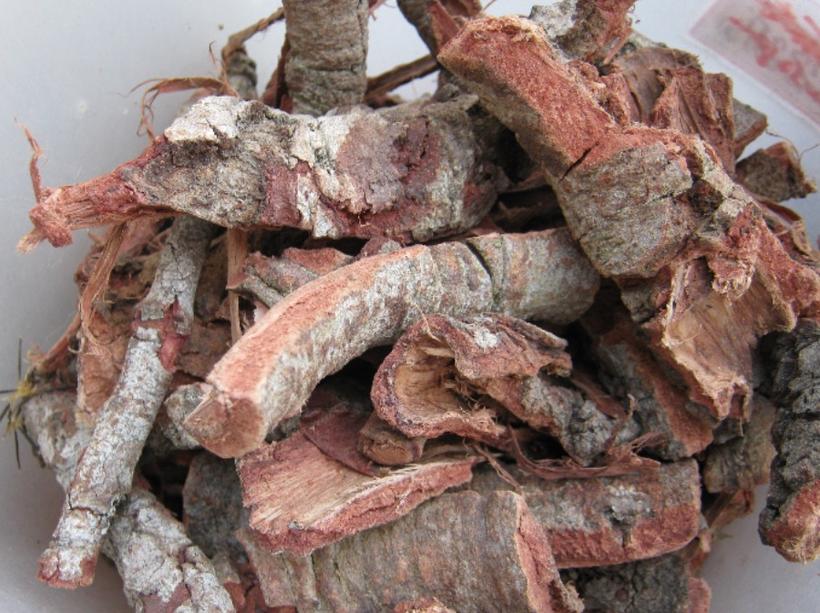 Chá de cajueiro ajuda a eliminar toxinas do corpo e trata garganta inflamada