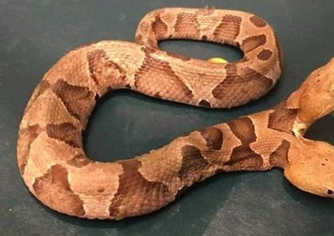 Animal de duas cabeças é encontrado no jardim de residência