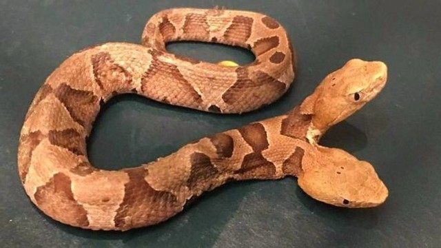 Animal de duas cabeças é encontrado no jardim de residência