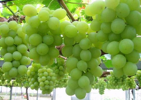 Uva verde revitaliza e nutre a pele, conheça mais benefícios