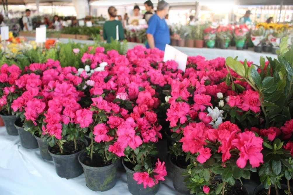 Shopping de Manaus recebe 1ª edição do Festival de  Flores de Holambra