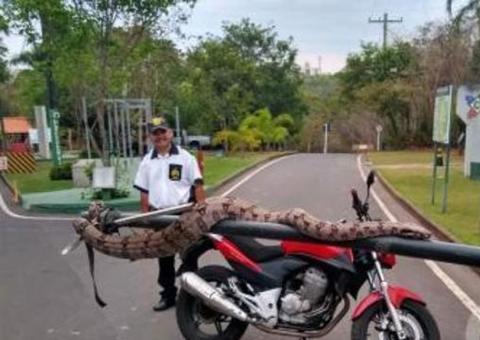 Jiboia gigante é encontrada em pista de corrida