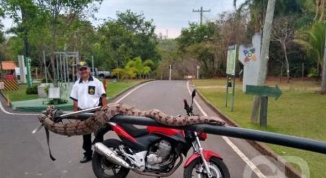 Jiboia gigante é encontrada em pista de corrida