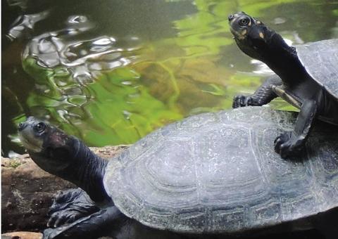 Espaços turísticos em Manaus abrem para visitação gratuita nesta quinta