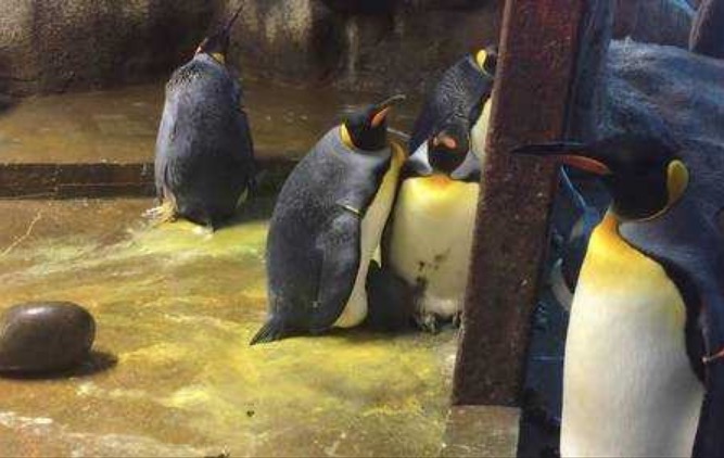 Casal de pinguins gays sequestra filhote de casal hétero em zoológico 