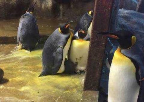 Casal de pinguins gays sequestra filhote de casal hétero em zoológico 